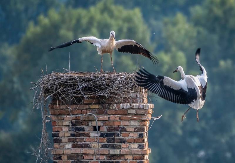 Professional Chimney Animal Removal Services in Del Mar, California