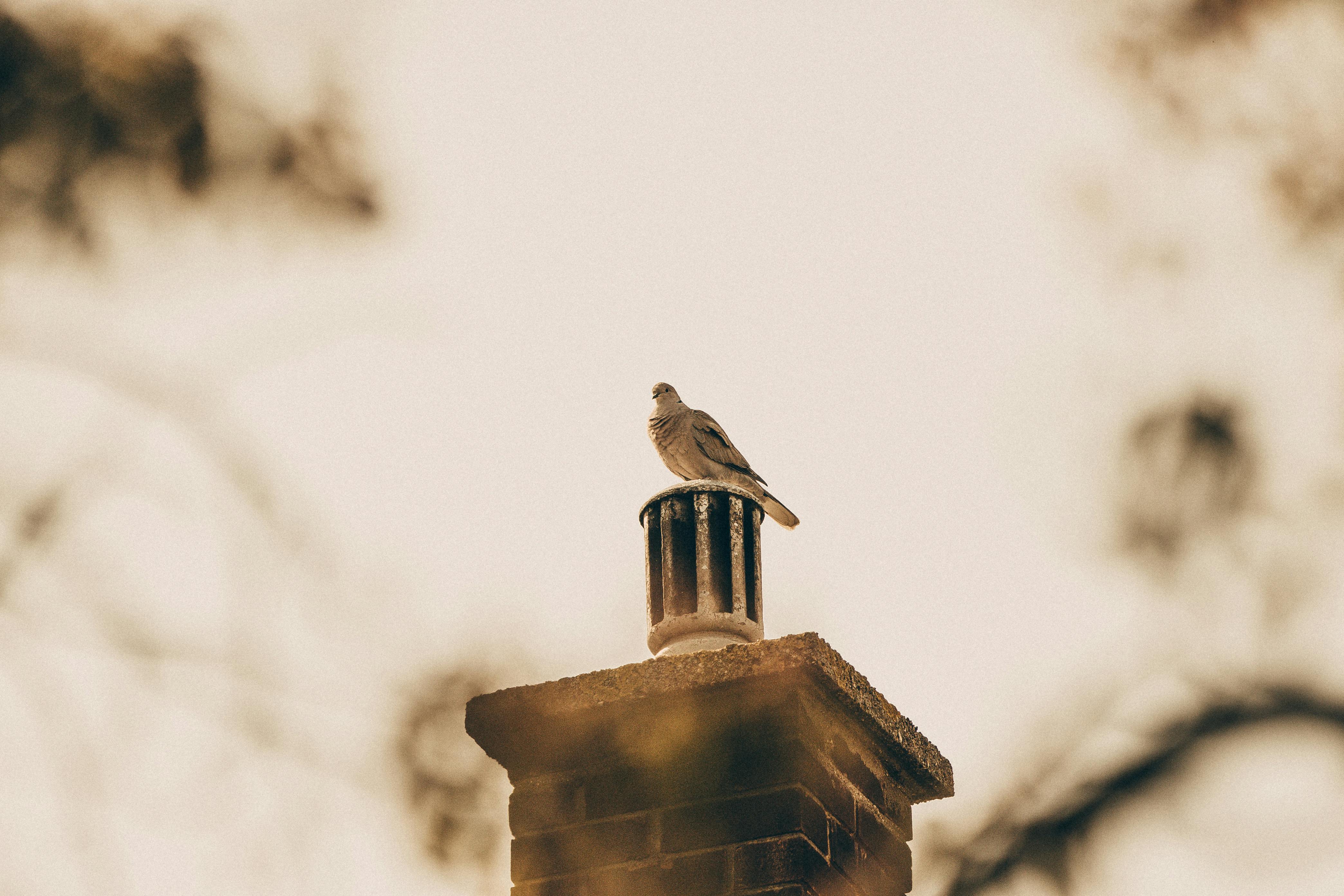 Professional Chimney Cap and Damper In Del Mar California